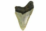 Bargain, Fossil Megalodon Tooth - North Carolina #153134-1